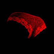 Glow In The Dark Panties