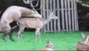 Oh Deer...