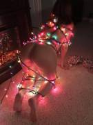 Could Someone Please Help Me With These Damn Lights? (F)