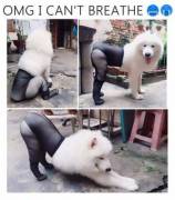 Found A Nice Piece Of Tail For My First Post Here