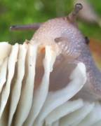 Snail Eating A Mushroom.