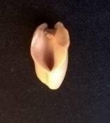 I Was Pretty Confused When I Cracked Peanut