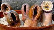 The Lamprey Eel