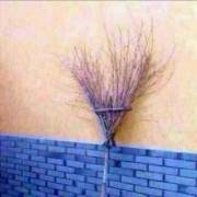 Here's A Lovely Bush...