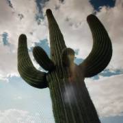 Watching Planet Earth When Suddenly They Cut To This Chick Flexing.