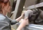 Baby Elephant Getting A Rubdown [X-Post /R/Unbgbbiivchidctiicbg]