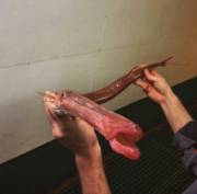 A Fish, A Fish, A Fishy... Ohhhh!