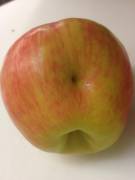 This Honeycrisp Apple