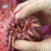 Sea Turtle Esophagus Or Awesome Alien Fleshlight?