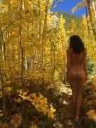 Populus Tremuloides.