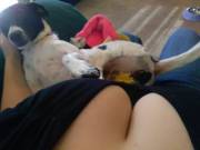 Cleavage And A Puppy