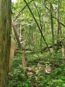 When The Wind Blows Through The Trees Just Right.