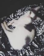 My Daddy Let Me Keep The Most Beautiful Kitty Girl...dreams Do Come True