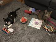 Having A Bad Day, So Daddy Made Me Some Snacks While I Colored My Pusheen Book :3 ...