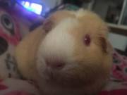 Long Stressful Days At Work Call For Piggy Cuddles 