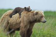 Cute Cub Riding Big Strong Bear.