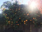 California Here, This Is Going To Be A Good Winter!