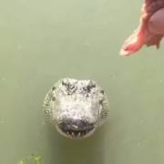 Alligator Maw [Oral][Maw][Reallife]