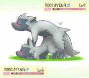 Poochyena Mating [M] [M]