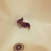 Getting Ready For A Bath