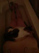 Can't Get Shit Done. Kitten Is Always In My Way. But I Gladly Take Cuddles Whenever. ...