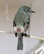 Low Effort Photoshop Lulz