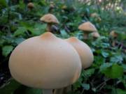 Quite The Pair Of Shrooms