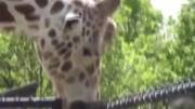 Giraffe: Practice Makes Perfect (Xpost From R/Animalsbeingderps )