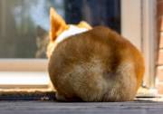 Corgi Butts Drive Me Nuts!
