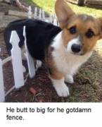 Roses Are Red, Can I Have This Dance?