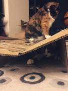 Caption These Adorable Fluffy Brothers