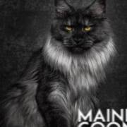 My Camming Cuckoldress Wife... Me Happily Obligated To Watch Last Week! Anybody Else ...