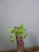 Not The Biggest Of Ding's Dongs, So I Tried To Make Up For It With The Bow