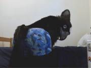 Birb Butt, Anyone? (Twitter: @Reallybadcrow)