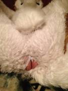 Argus Husky [M] 9 Pics, All Adorable As Hell