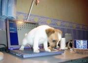 Computer/House Training [Pic]