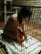 My Beautiful [F]Ucktoy In Her Slut Cage After Play.  She's Too Cock Hungry To Be ...