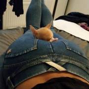 Luckiest Puppy On The Planet