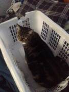 Pink And Black Stripes :)