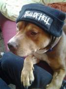 They Call Him The &Amp;Quot;Pit&Amp;Quot;-Bull