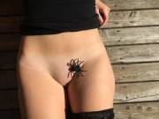 The Pussy And The Spider: A Fantasy