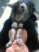 Cat's Favorite Spot [X-Post From R/Pics]