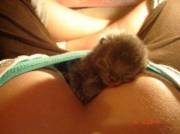 Kitties First Pillow!