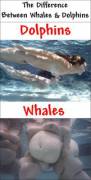 I Googled The Difference Between Dolphins And Whales... Was Not Disappointed