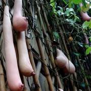 Vietnamese Milk Melon