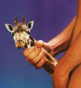 I Guess Giraffe’s Do Exist