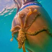 An Very Special Krake-Ass!