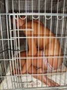 Well Behaved Pets Are Sometimes Allowed To Sleep In Bed. This Is A Special Treat ...