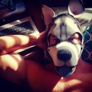 Working From Home, Laying In The Sun. Heckin Good Boy