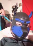 Paws Were Free So I Snuck A Pic Right After Some Ruff Play, And Right Before Being ...